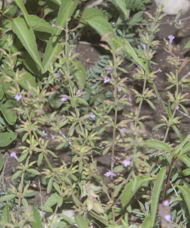 Image of Drummond's false pennyroyal