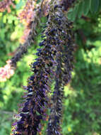 Imagem de Amorpha fruticosa L.