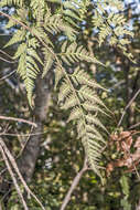 Image of iron fern