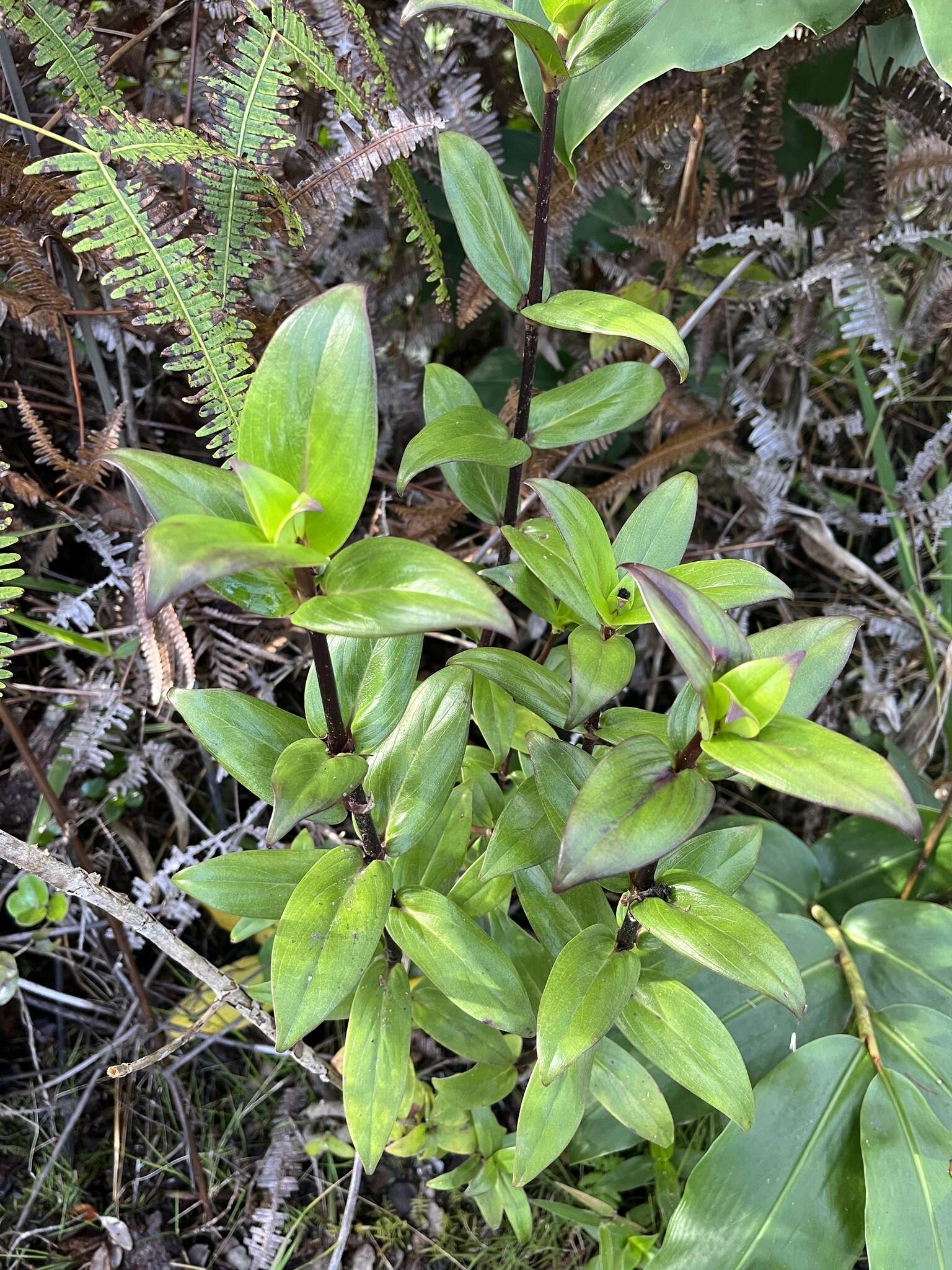 Image of Forest Island-Bluet