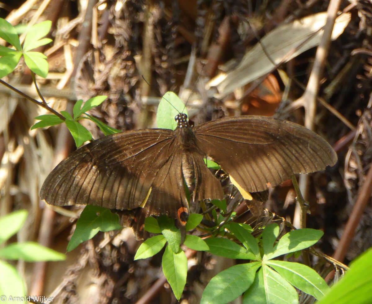 Image of red helen