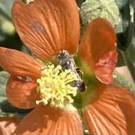 Macrotera magniceps (Timberlake 1960) resmi