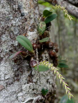 Image of Bulbophyllum leptostachyum Schltr.