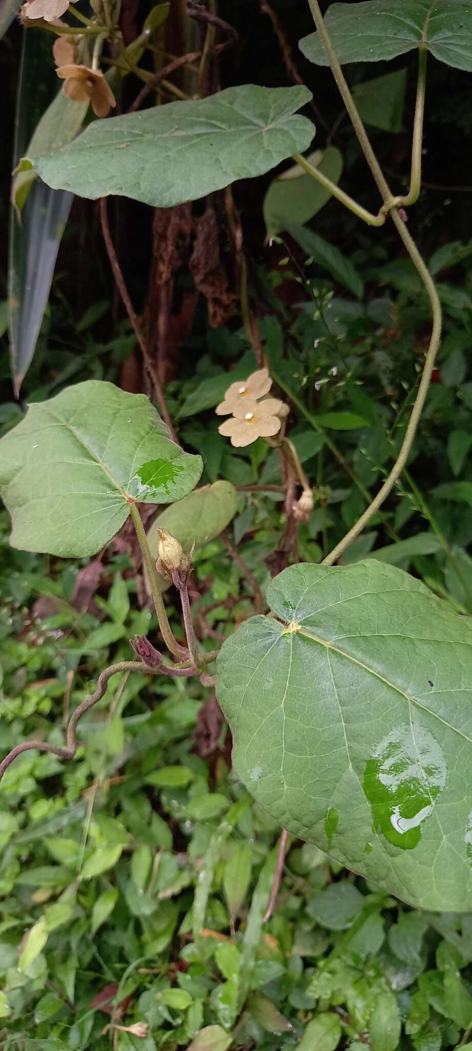 Image of Matelea velutina (Schltdl.) R. E. Woodson