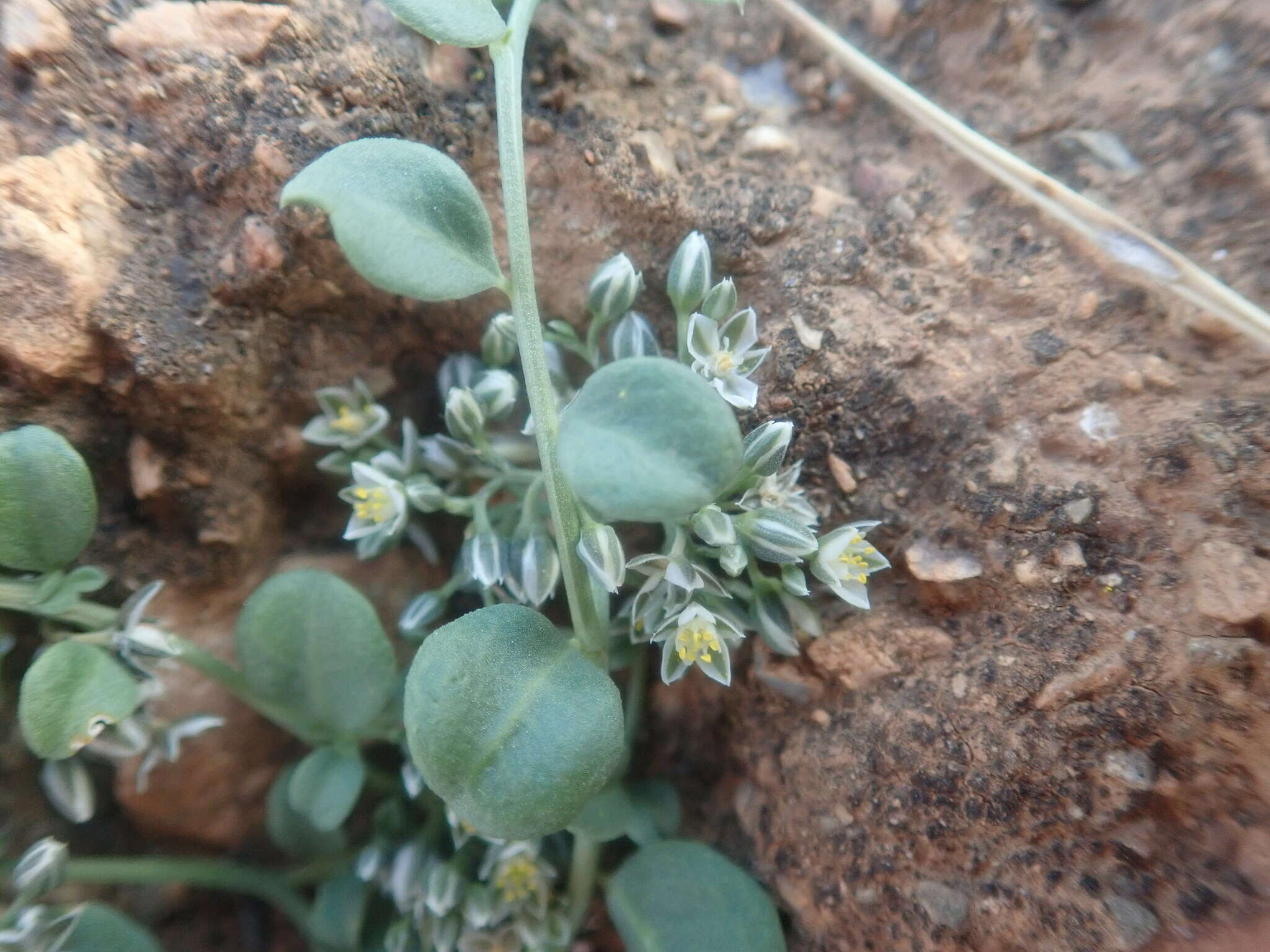 Image of Limeum telephioides E. Mey. ex Fenzl