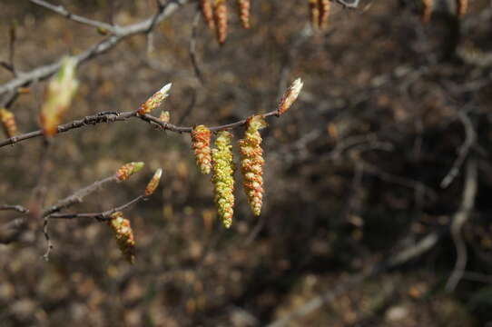 Image of Eastern Hornbeam