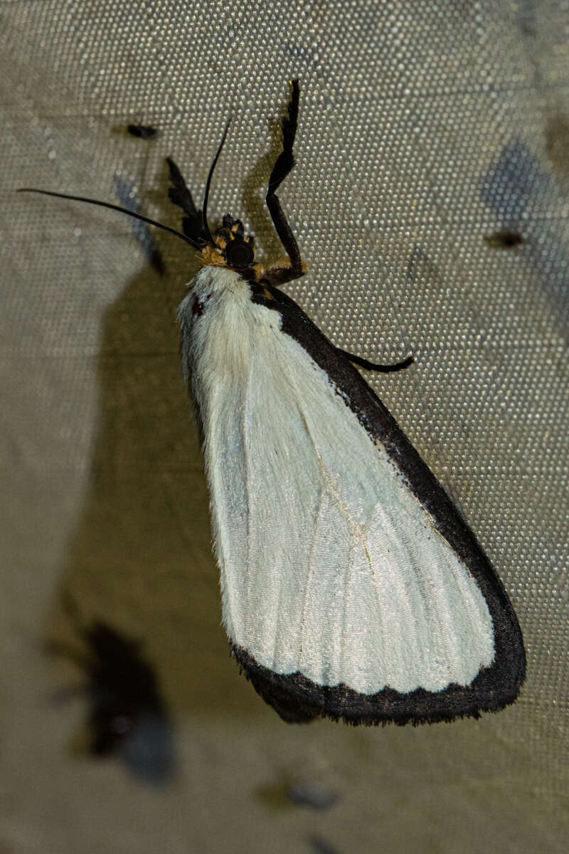 Image of Leucovis alba Rothschild 1897