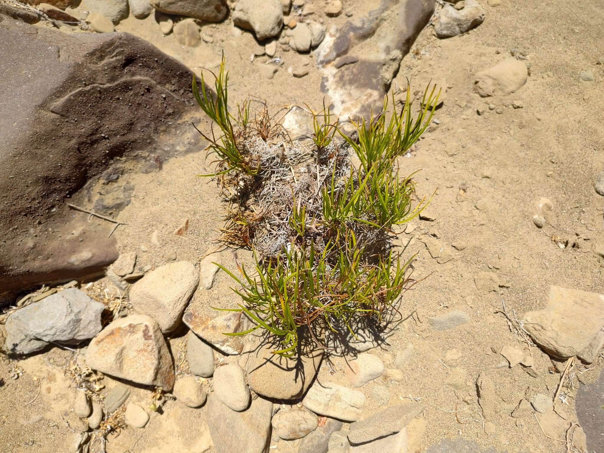 Plancia ëd Encelia stenophylla Greene