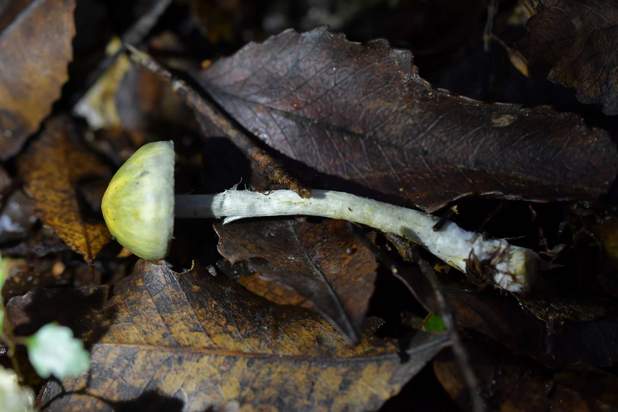 Image of Cortinarius aerugineoconicus E. Horak 1990