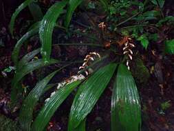 Imagem de Coelogyne rhabdobulbon Schltr.