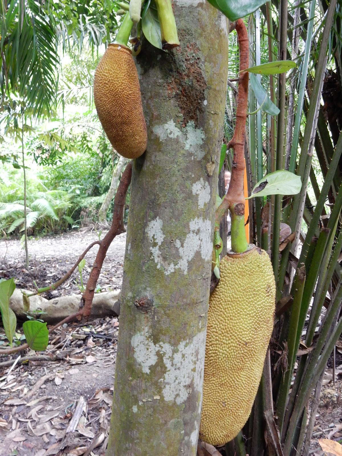 Image de Artocarpus integer (Thunb.) Merr.