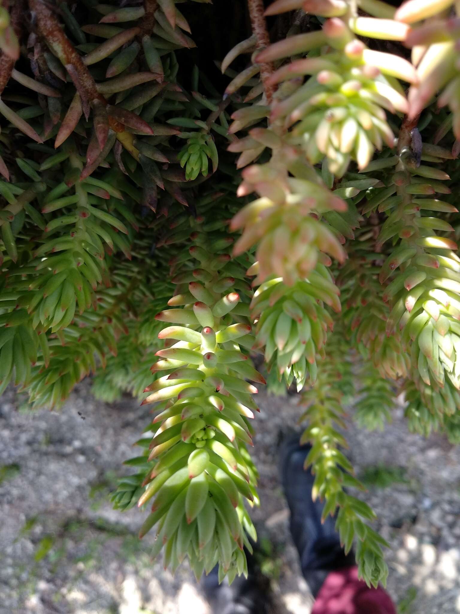 Image of Petrosedum rupestre (L.) P. Heath