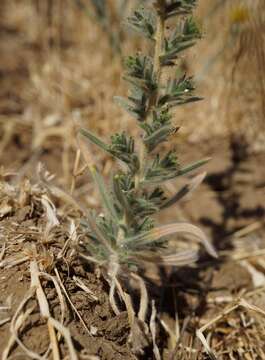 Image of big tarweed