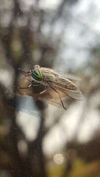 Image of Tabanus hinellus Philip 1960