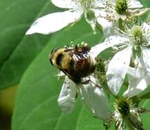 Imagem de Eristalis flavipes Walker 1849