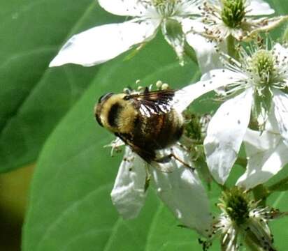 Image of Eristalis flavipes Walker 1849