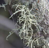 Image of cartilage lichen