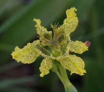 Image of Ferraria welwitschii Baker