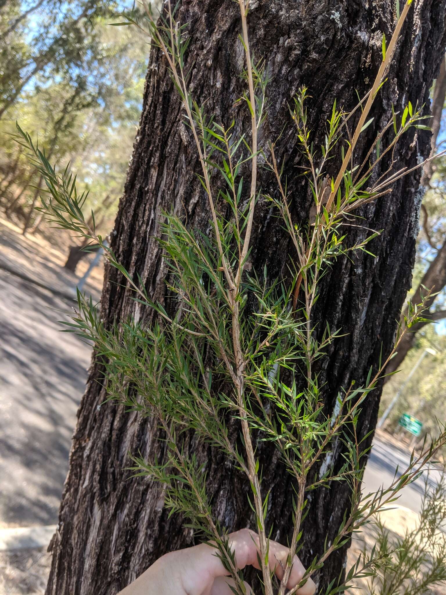 Image of river teatree