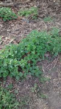 Image of Common Nettle