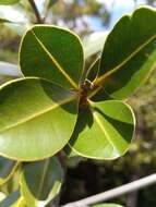 Image of Calophyllum milvum P. F. Stevens