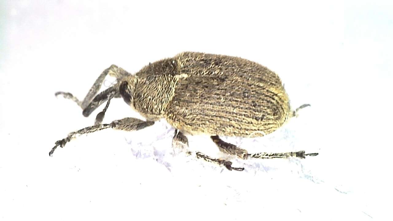 Image de <i>Rhinusa eversmanni</i>