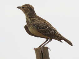 Image of Galerida magnirostris magnirostris (Stephens 1826)