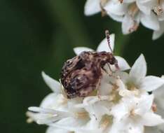 Image of Redbud Bruchid