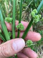 Image of woodrush flatsedge