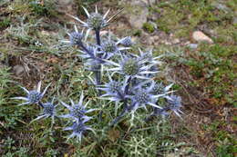 Imagem de Eryngium bourgatii Gouan