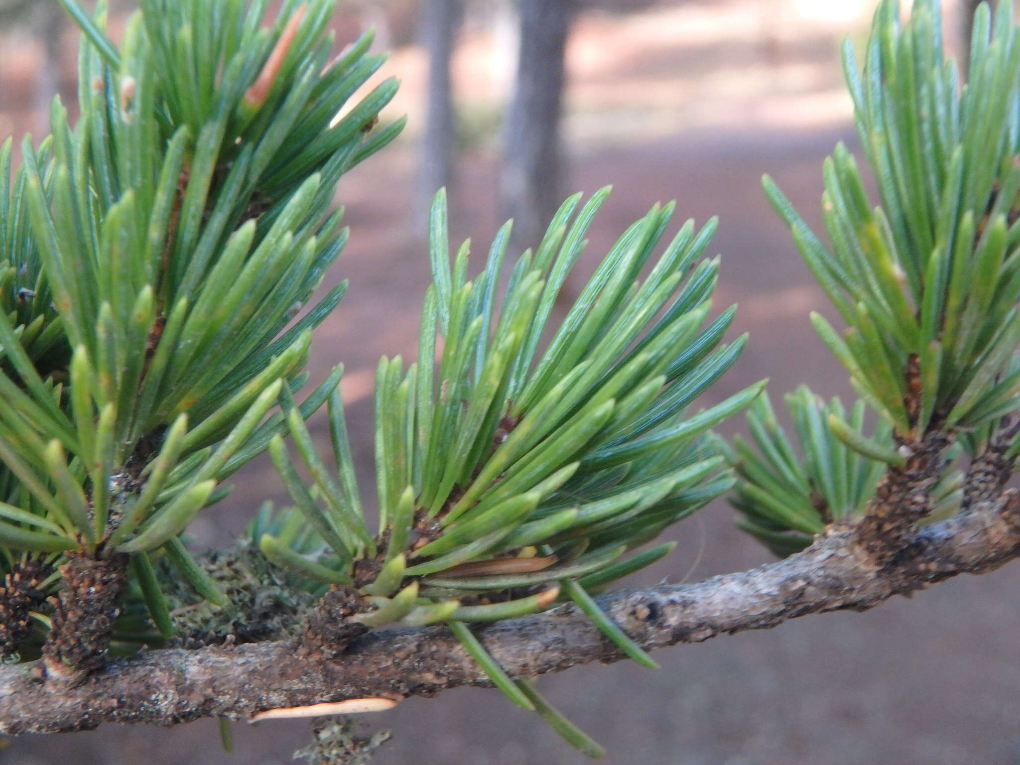 Image of Cyprus Cedar