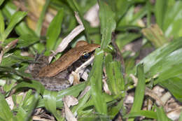 Image of Black-striped Frog
