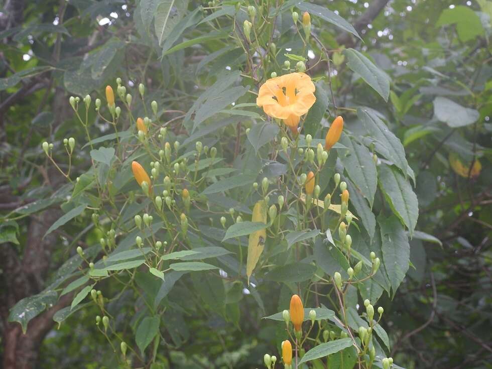 Ipomoea aurantiaca L. O. Williams resmi