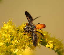 Image of Tachinid fly