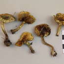 Plancia ëd Pholiota elegans Jacobsson 1991