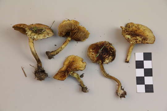 Pholiota elegans Jacobsson 1991 resmi