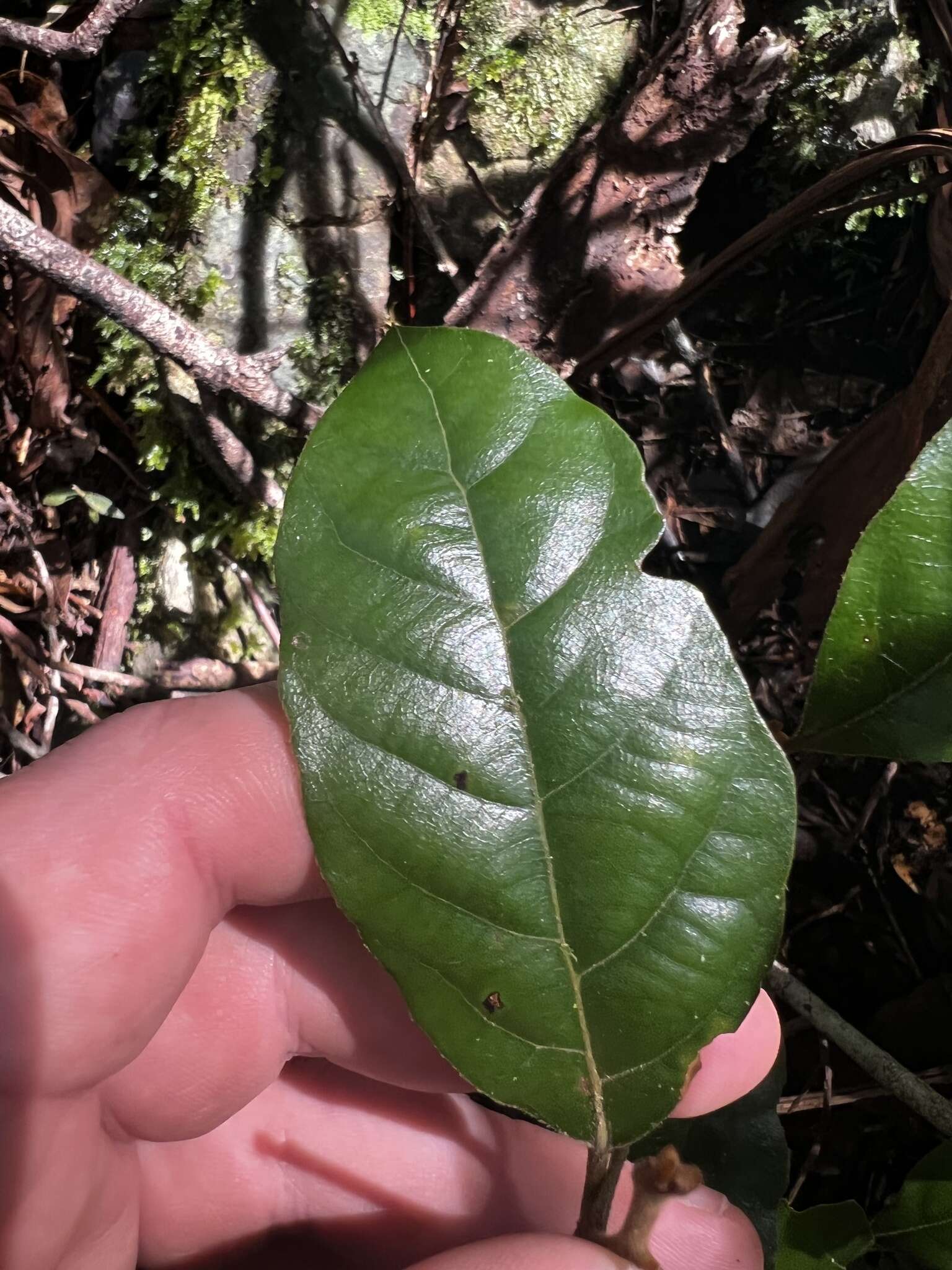 Image of Cryptocarya crassifolia Baker