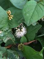 Image of Pisoniella arborescens (Lag. & Rodr.) Standl.