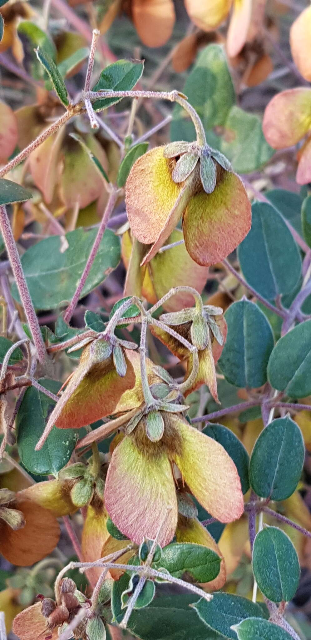 Слика од Sphedamnocarpus pruriens (Juss.) Szyszyl.