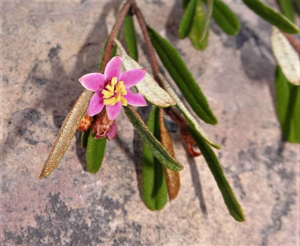 Image of Phebalium nottii (F. Müll.) F. M. Bailey