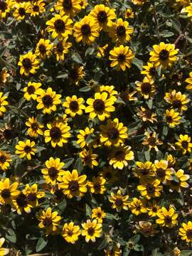 Image of Mexican creeping zinnia