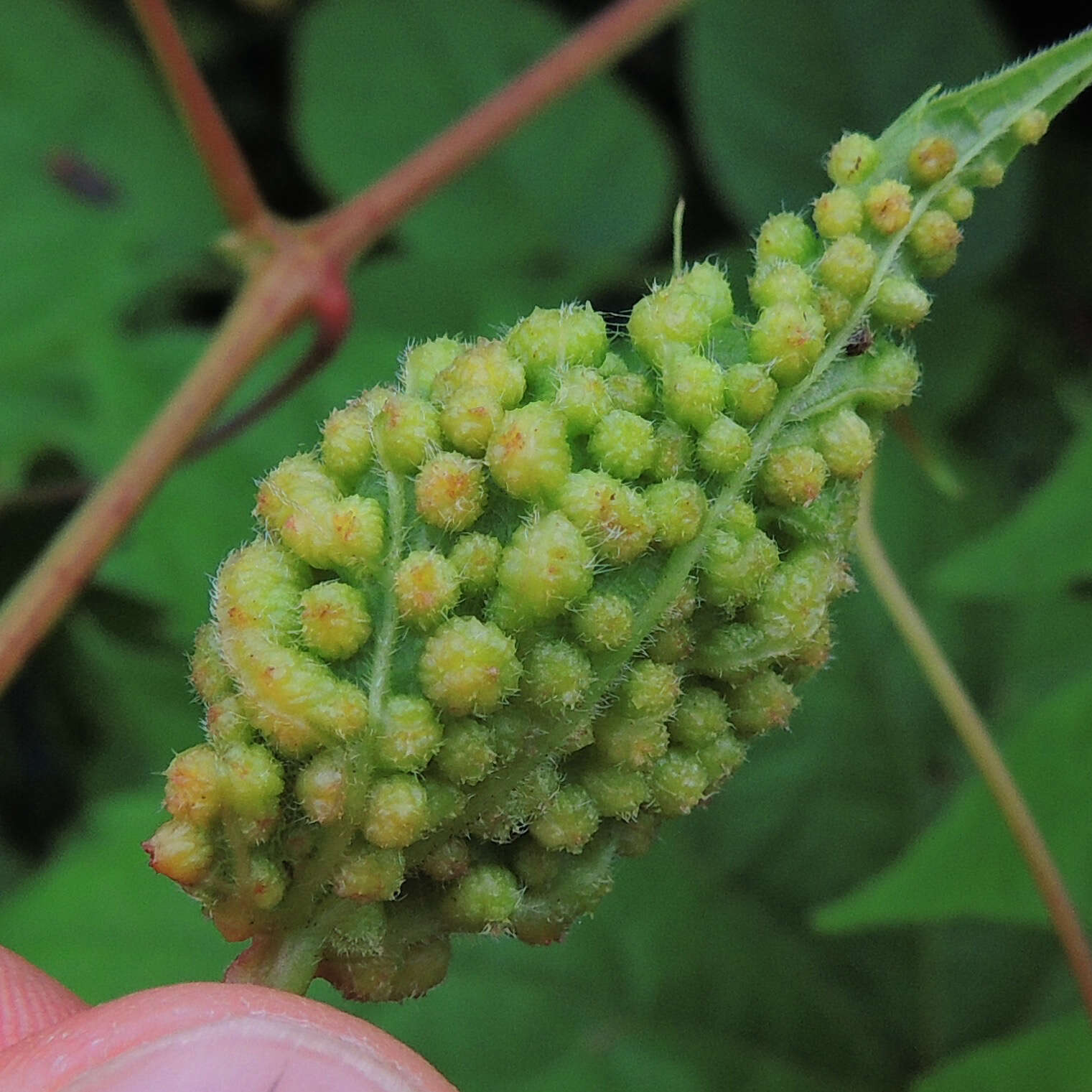 Image of grape phylloxera