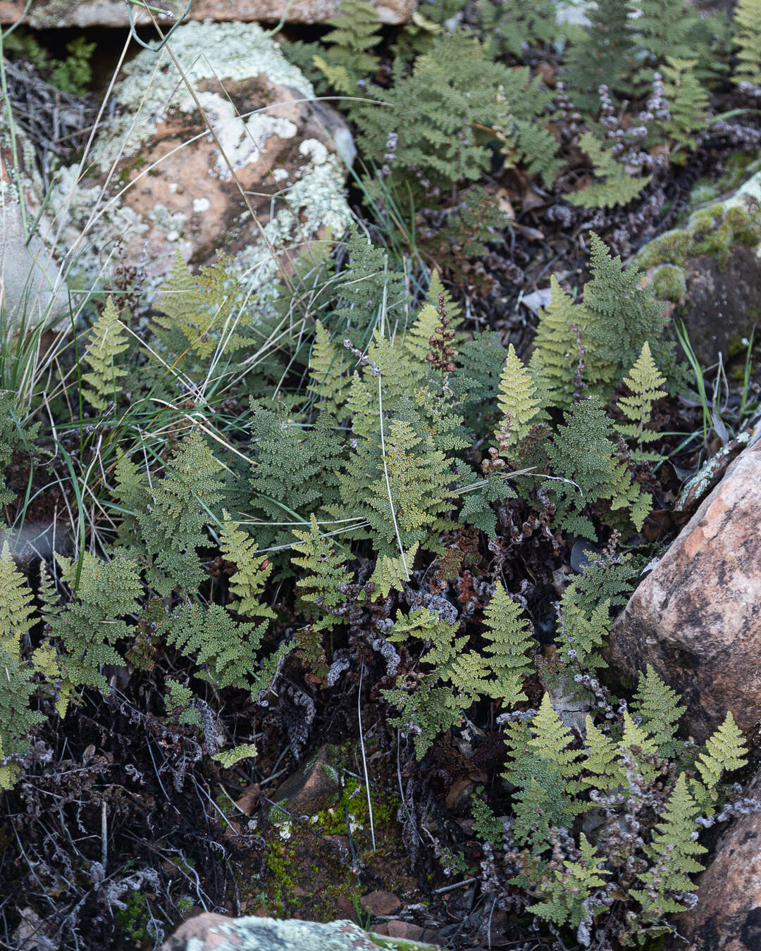 Image de Myriopteris yavapensis (T. Reeves ex Windham) Grusz & Windham