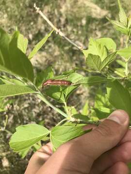 Image of Boxelder Gall Midge