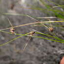 Dracoscirpoides falsa (C. B. Clarke) Muasya的圖片
