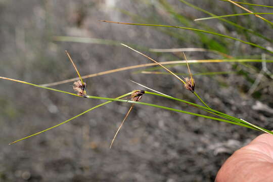 Image of Dracoscirpoides falsa (C. B. Clarke) Muasya