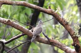 Image of Blue-spotted Dove