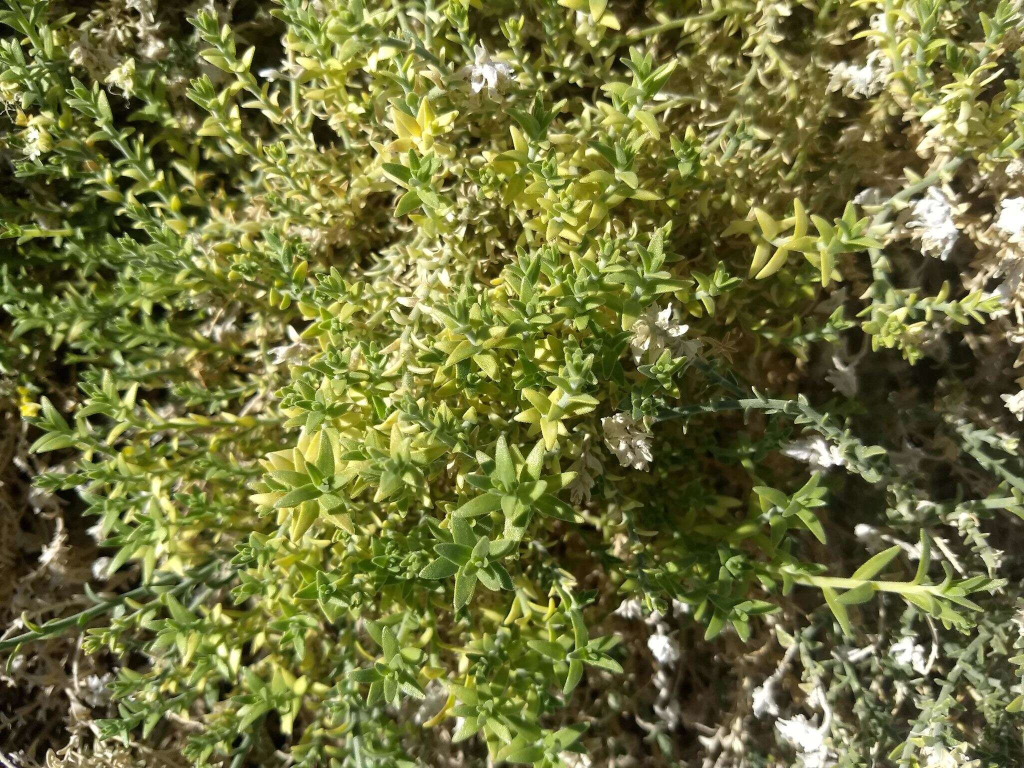 Image of Thurber's sandpaper plant