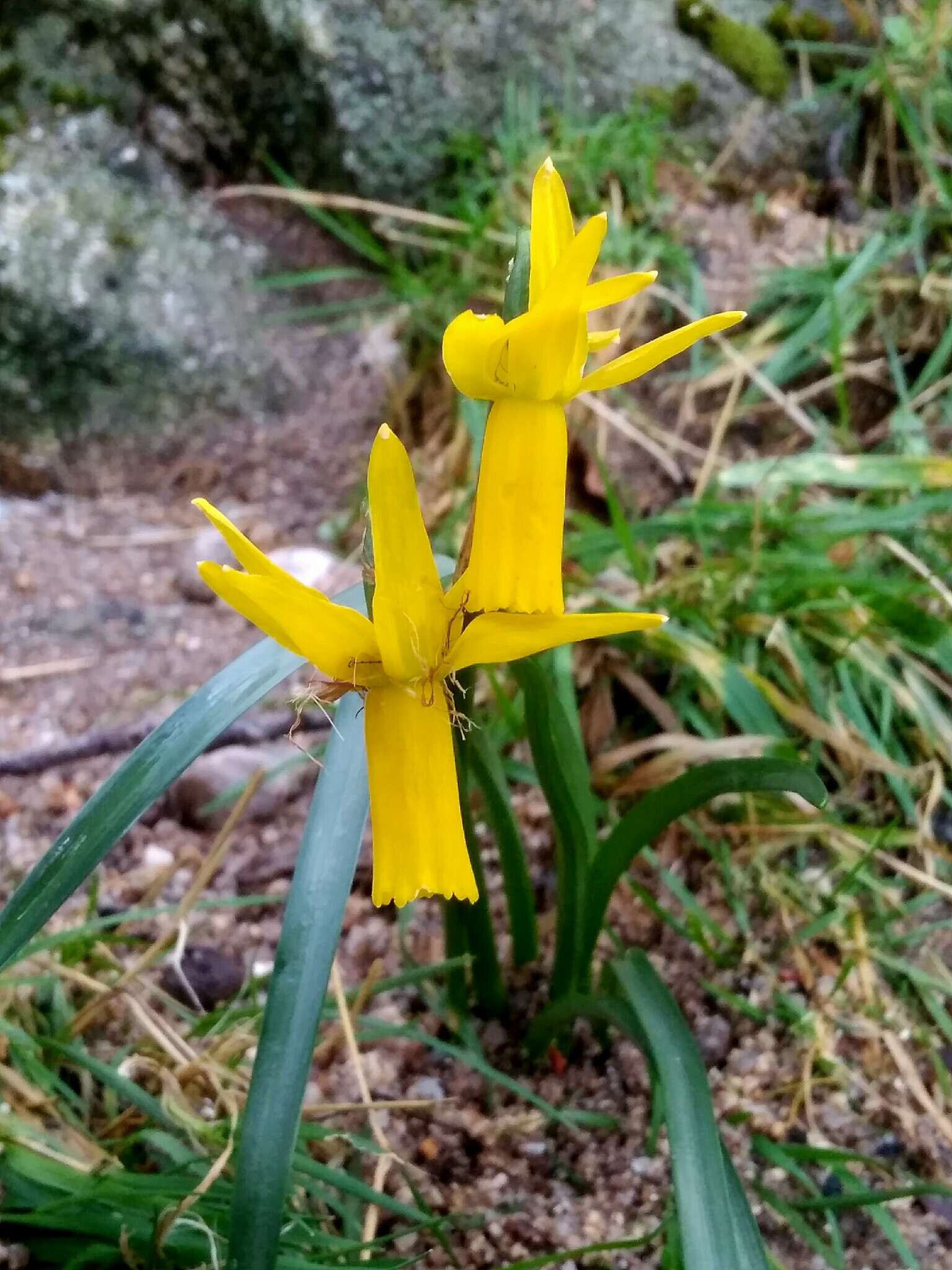 Image of Narcissus cyclamineus DC.