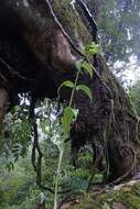 Image of Polygonatum oppositifolium (Wall.) Royle